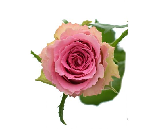 Троянда спрей Times Square 70-80 см Кенія, Модель: 0, зображення 2 | Доставка квітів Шарм24