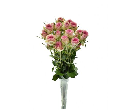 Троянда спрей Times Square 70-80 см Кенія, Модель: 0, зображення 3 | Доставка квітів Шарм24