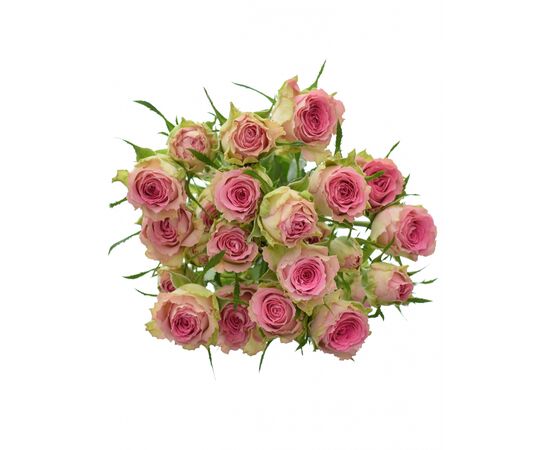 Троянда спрей Times Square 70-80 см Кенія, Модель: 0, зображення 4 | Доставка квітів Шарм24