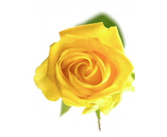 Троянда Пенні Лейн L7, Модель: 0, зображення 2 | Доставка квітів Шарм24