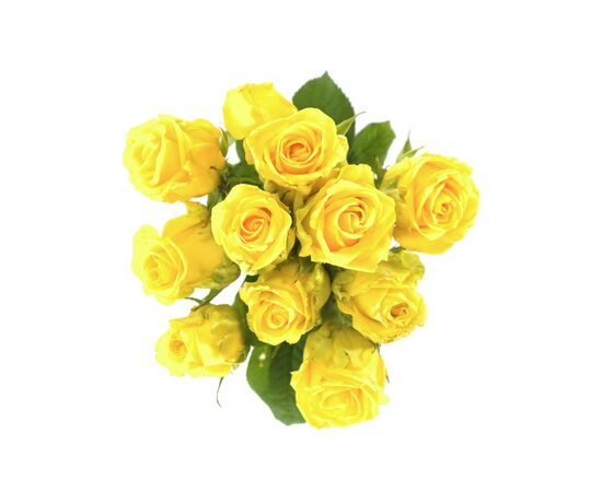 Роза Пенни Лейн L5, Модель: 0, фото 4 | Доставка цветов Шарм24