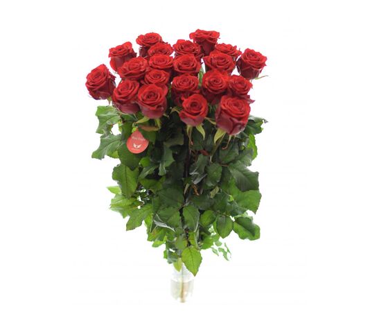 Троянда РЕД ІГЛ 70 см, Модель: 0, зображення 3 | Доставка квітів Шарм24