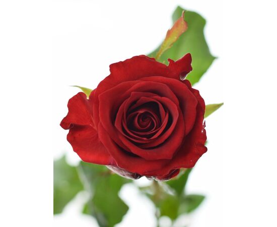 Троянда РЕД ІГЛ 60 см, Модель: 0, зображення 2 | Доставка квітів Шарм24