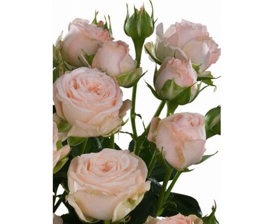 Троянда Спрей Бомбастік L4, Модель: 0, зображення 2 | Доставка квітів Шарм24