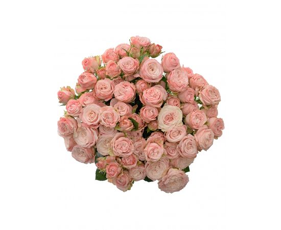 Троянда Спрей Бомбастік L4, Модель: 0, зображення 4 | Доставка квітів Шарм24