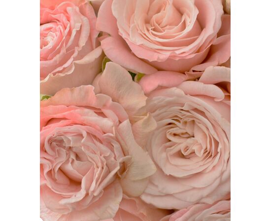 Троянда Спрей Бомбастік L4, Модель: 0, зображення 6 | Доставка квітів Шарм24