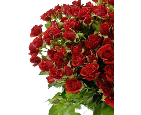 Троянда Спрей Мірабель L55, Модель: 0, зображення 5 | Доставка квітів Шарм24