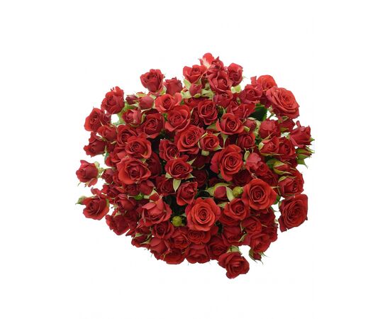 Троянда Спрей Мірабель L55, Модель: 0, зображення 3 | Доставка квітів Шарм24