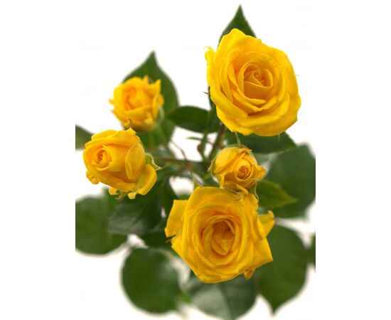 Роза спрей Шани L4, Модель: 0, фото 2 | Доставка цветов Шарм24