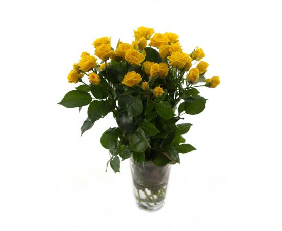 Роза спрей Шани L4, Модель: 0, фото 3 | Доставка цветов Шарм24