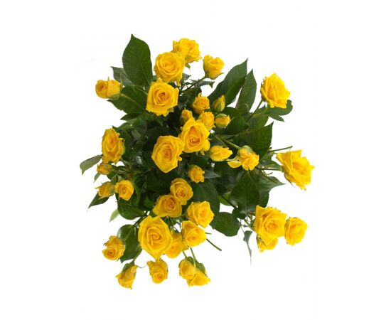 Роза спрей Шани L4, Модель: 0, фото 4 | Доставка цветов Шарм24