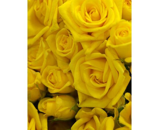 Роза спрей Шани L4, Модель: 0, фото 5 | Доставка цветов Шарм24