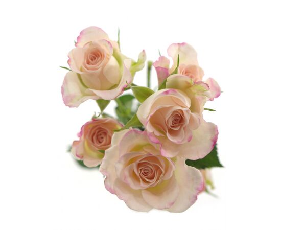 Троянда спрей Reflex, Модель: 0, зображення 2 | Доставка квітів Шарм24