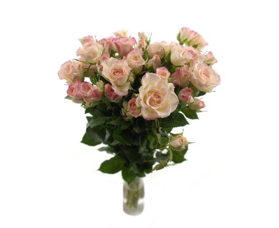 Троянда спрей Reflex, Модель: 0, зображення 3 | Доставка квітів Шарм24