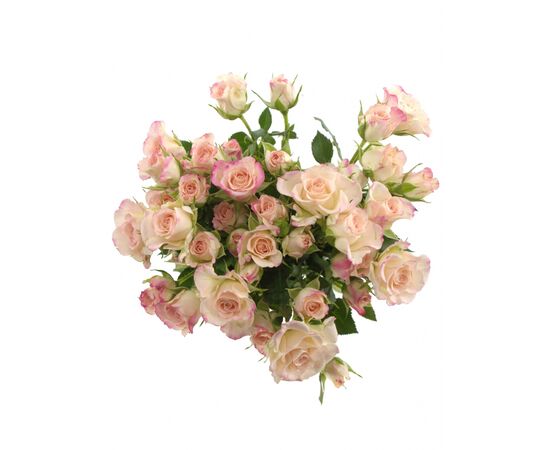 Троянда спрей Reflex, Модель: 0, зображення 4 | Доставка квітів Шарм24