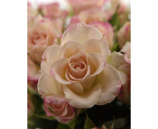 Троянда спрей Reflex, Модель: 0, зображення 5 | Доставка квітів Шарм24