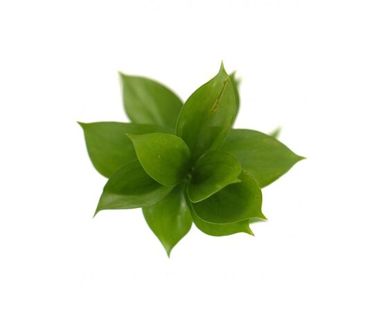 Рускус Hypophyllum 50cm, Модель: 0, зображення 2 | Доставка квітів Шарм24