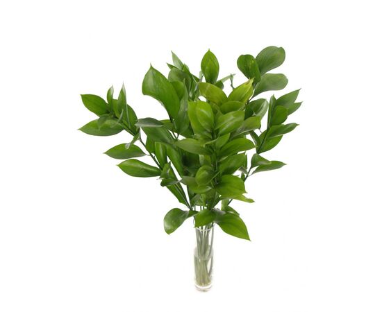 Рускус 20 см, Модель: 0, зображення 3 | Доставка квітів Шарм24