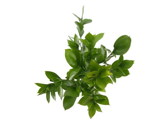 Рускус Hypophyllum 50cm, Модель: 0, зображення 4 | Доставка квітів Шарм24