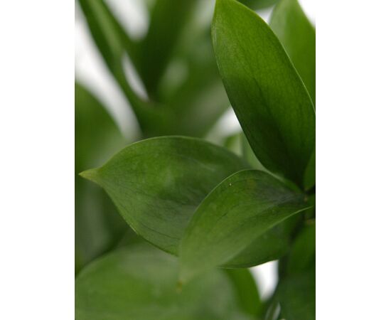 Рускус Hypophyllum 50cm, Модель: 0, зображення 5 | Доставка квітів Шарм24