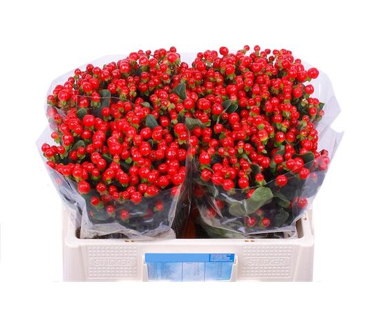 Гиперикум Coco Tango, Модель: 0, фото 2 | Доставка цветов Шарм24