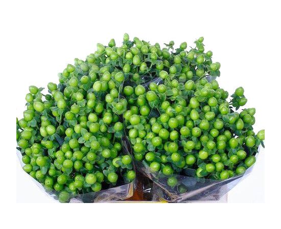 Гіперикум Coco Bamboo, Модель: 0, зображення 2 | Доставка квітів Шарм24