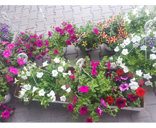 Петуния в кашпо, Модель: 0, фото 2 | Доставка цветов Шарм24