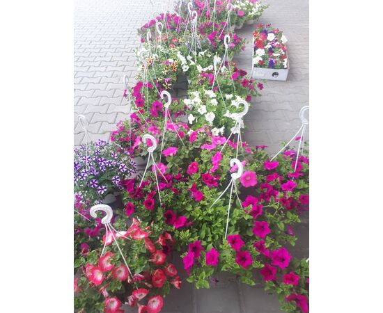 Петуния в кашпо, Модель: 0, фото 3 | Доставка цветов Шарм24