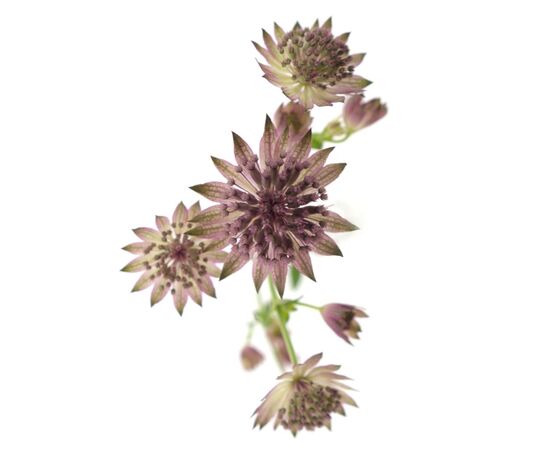 Астранція Roma L60, Модель: 0, зображення 2 | Доставка квітів Шарм24