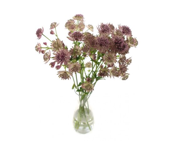 Астранція Roma L60, Модель: 0, зображення 3 | Доставка квітів Шарм24