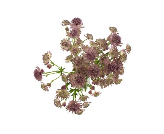 Астранція Roma L60, Модель: 0, зображення 4 | Доставка квітів Шарм24