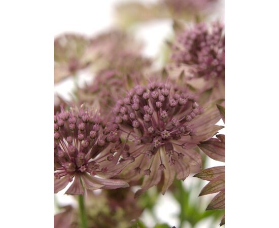 Астранція Roma L60, Модель: 0, зображення 5 | Доставка квітів Шарм24