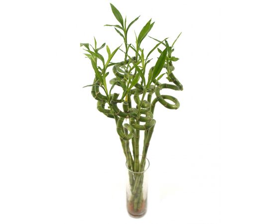 Бамбук S Lucky Bamboo Straight L60, Модель: 0, фото 2 | Доставка цветов Шарм24