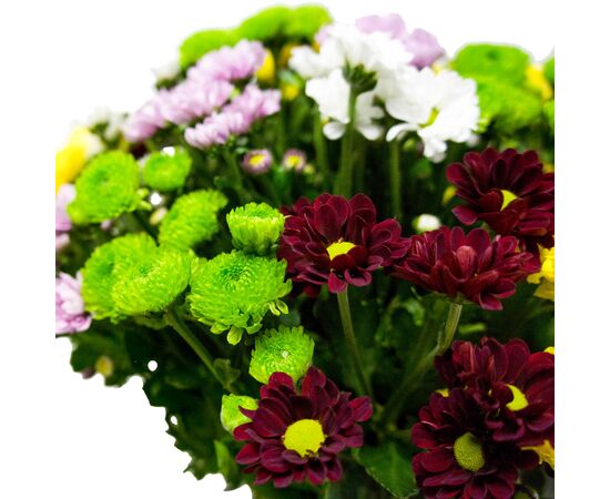 Хризантема Tr Mix, Модель: 0, зображення 2 | Доставка квітів Шарм24