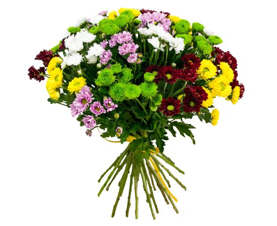 Хризантема Tr Mix, Модель: 0, зображення 3 | Доставка квітів Шарм24