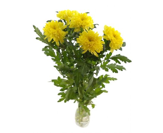 Хризантема G Магнум жовта, Модель: 0, фото 3 | Доставка цветов Шарм24
