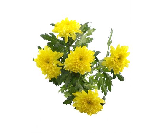 Хризантема G Магнум жовта, Модель: 0, фото 4 | Доставка цветов Шарм24