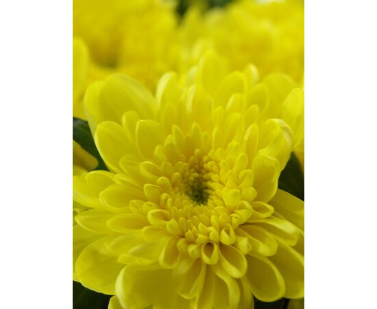 Хризантема G Магнум жовта, Модель: 0, фото 5 | Доставка цветов Шарм24