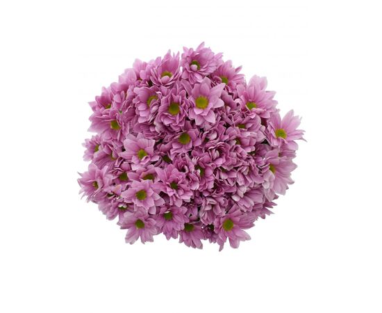 Хризантема Tr Memphis Pink L70***, Модель: 0, фото 2 | Доставка цветов Шарм24