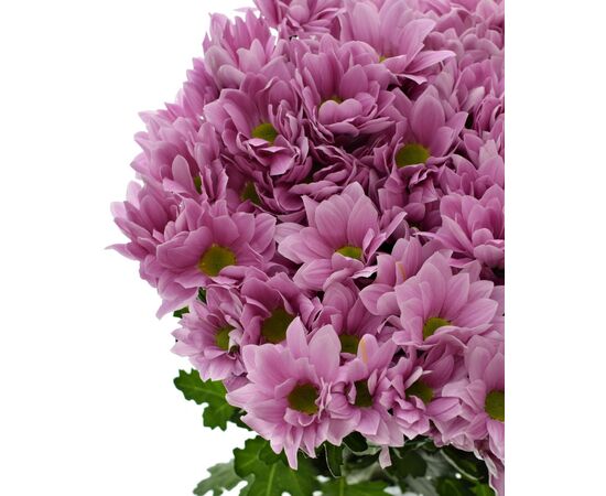Хризантема Tr Memphis Pink L70***, Модель: 0, фото 3 | Доставка цветов Шарм24