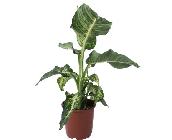 Диффенбахия Mars d17 L45, Модель: 0, зображення 2 | Доставка квітів Шарм24