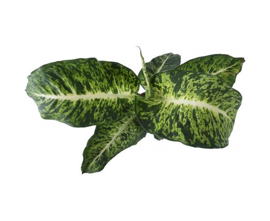 Диффенбахия Mars d17 L45, Модель: 0, зображення 3 | Доставка квітів Шарм24