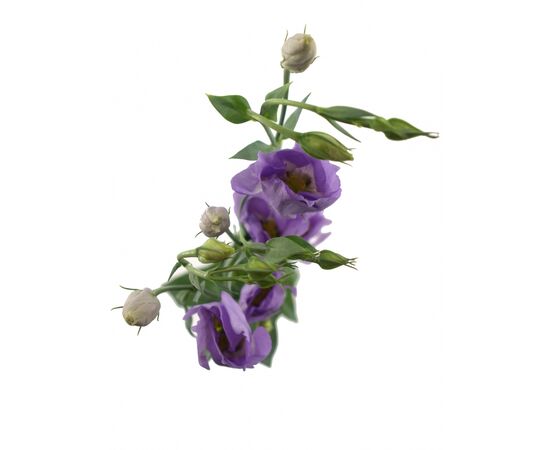 Еустома G Lavender L75, Модель: 0, зображення 2 | Доставка квітів Шарм24