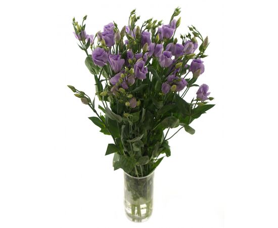 Еустома G Lavender L75, Модель: 0, зображення 3 | Доставка квітів Шарм24