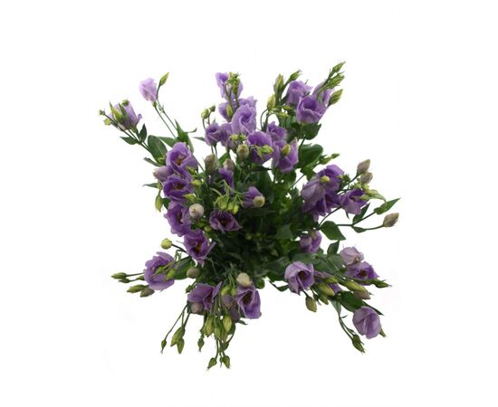 Еустома G Lavender L75, Модель: 0, зображення 4 | Доставка квітів Шарм24