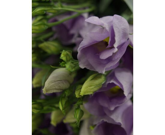 Еустома G Lavender L75, Модель: 0, зображення 5 | Доставка квітів Шарм24