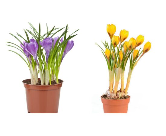 Крокус в горщику Mix L30, Модель: 0, зображення 2 | Доставка квітів Шарм24 Крокус в горщику Mix L30, Модель: 0, зображення 2 | Доставка квітів Шарм24