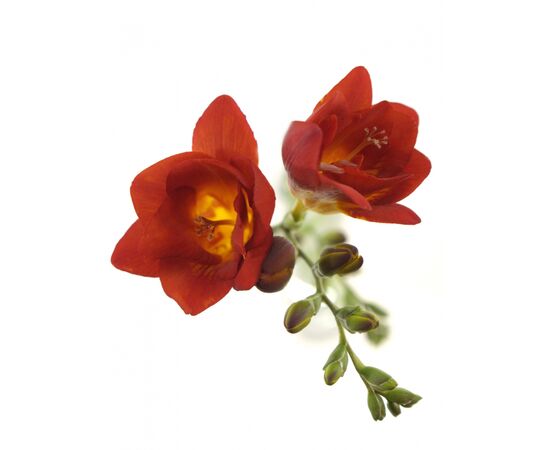 Фрезія Du Mandarine L50, Модель: 0, зображення 2 | Доставка квітів Шарм24
