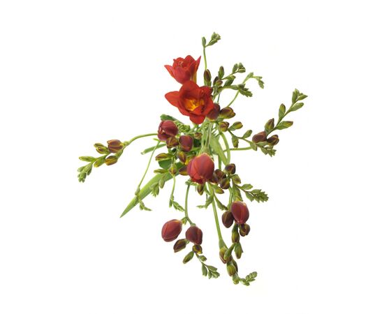 Фрезія Du Mandarine L50, Модель: 0, зображення 4 | Доставка квітів Шарм24