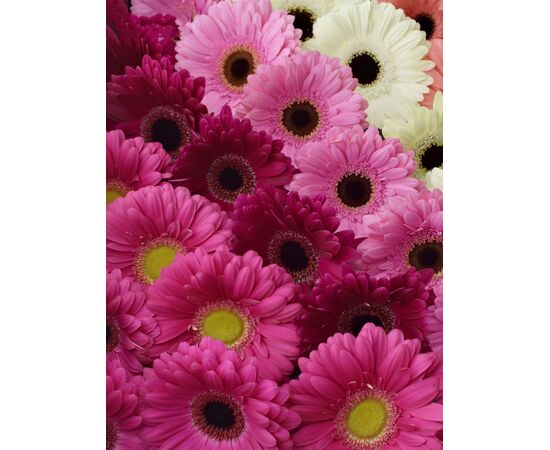 Гербера Box Florein L45***, Модель: 0, фото 3 | Доставка цветов Шарм24